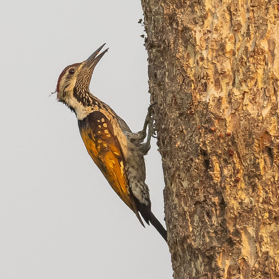 Black-rumped Flameback - Jean-Louis  Carlo