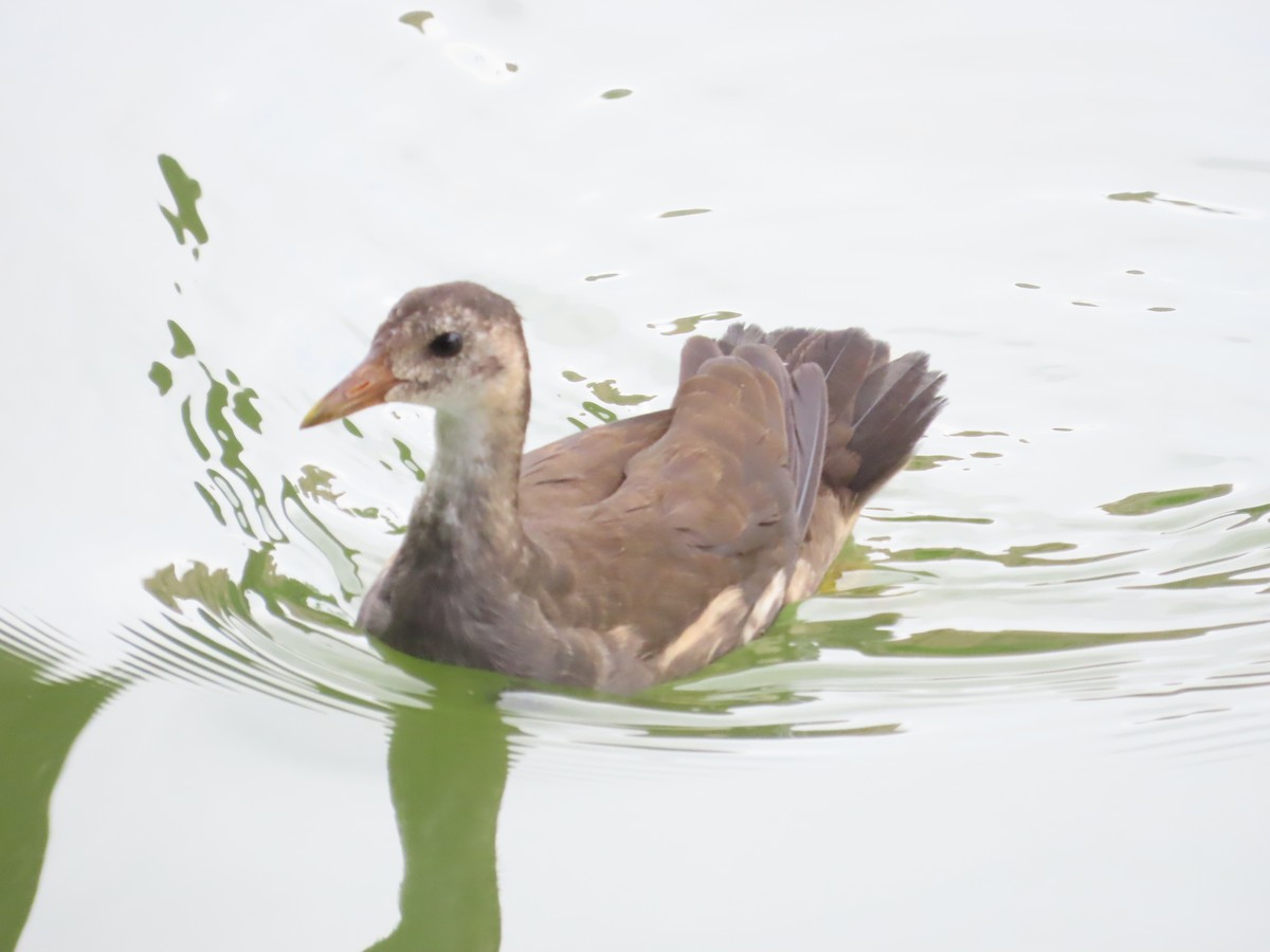 Eurasian Moorhen - 韋勳 陳