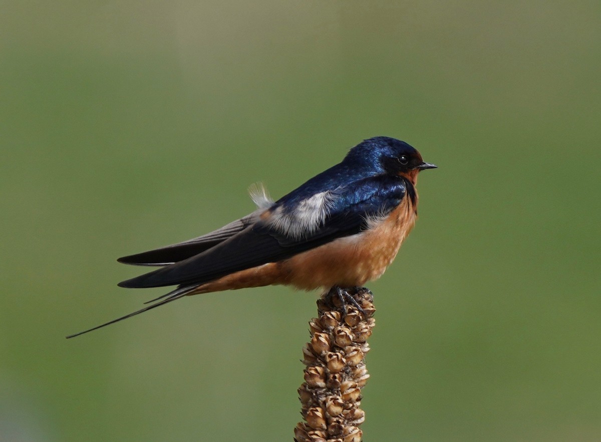 Barn Swallow - Sibylle Hechtel