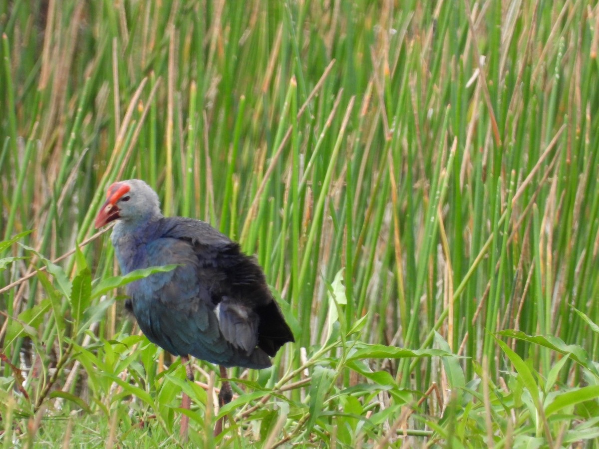 Gray-headed Swamphen - ML619616163