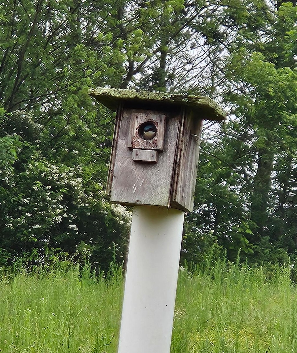 Tree Swallow - KAY CRAMER