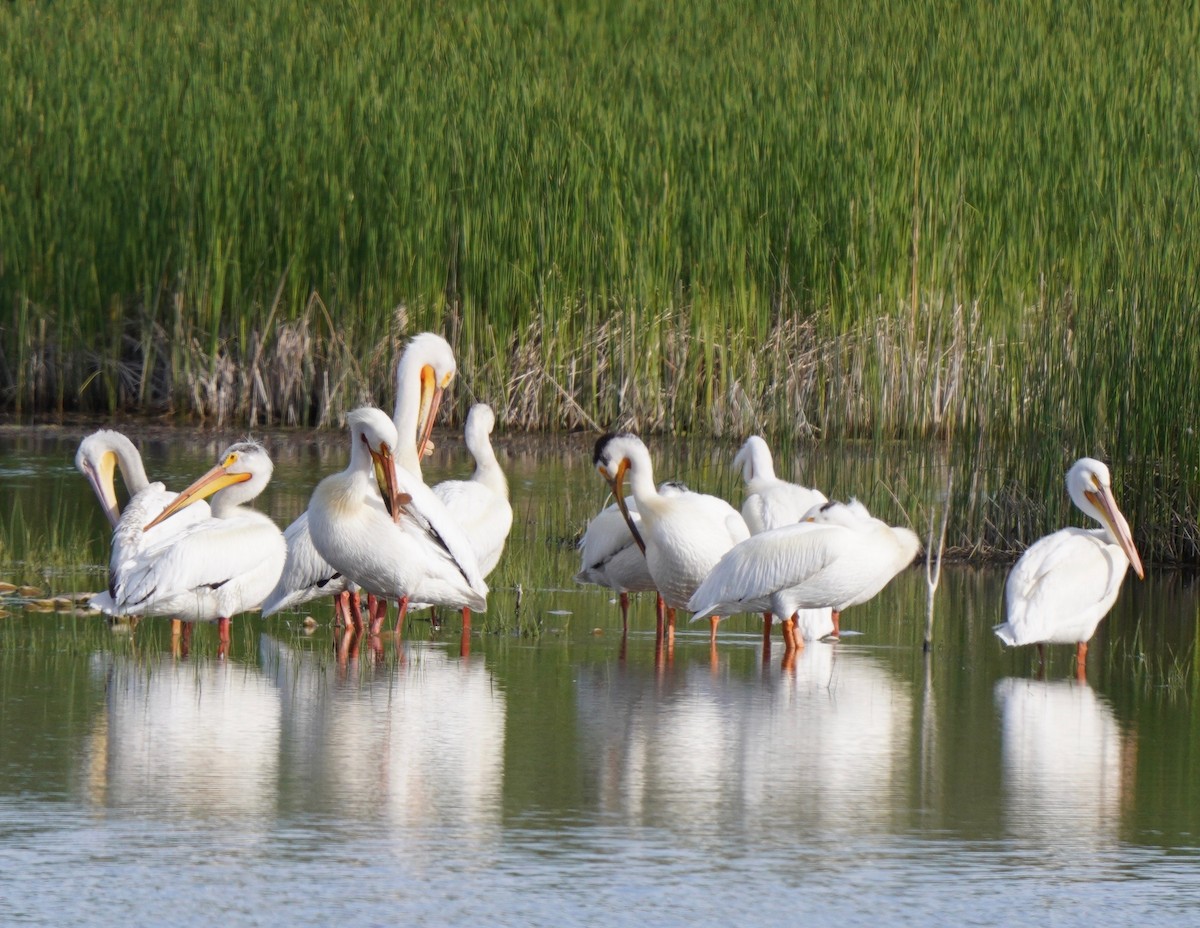 American White Pelican - Sibylle Hechtel