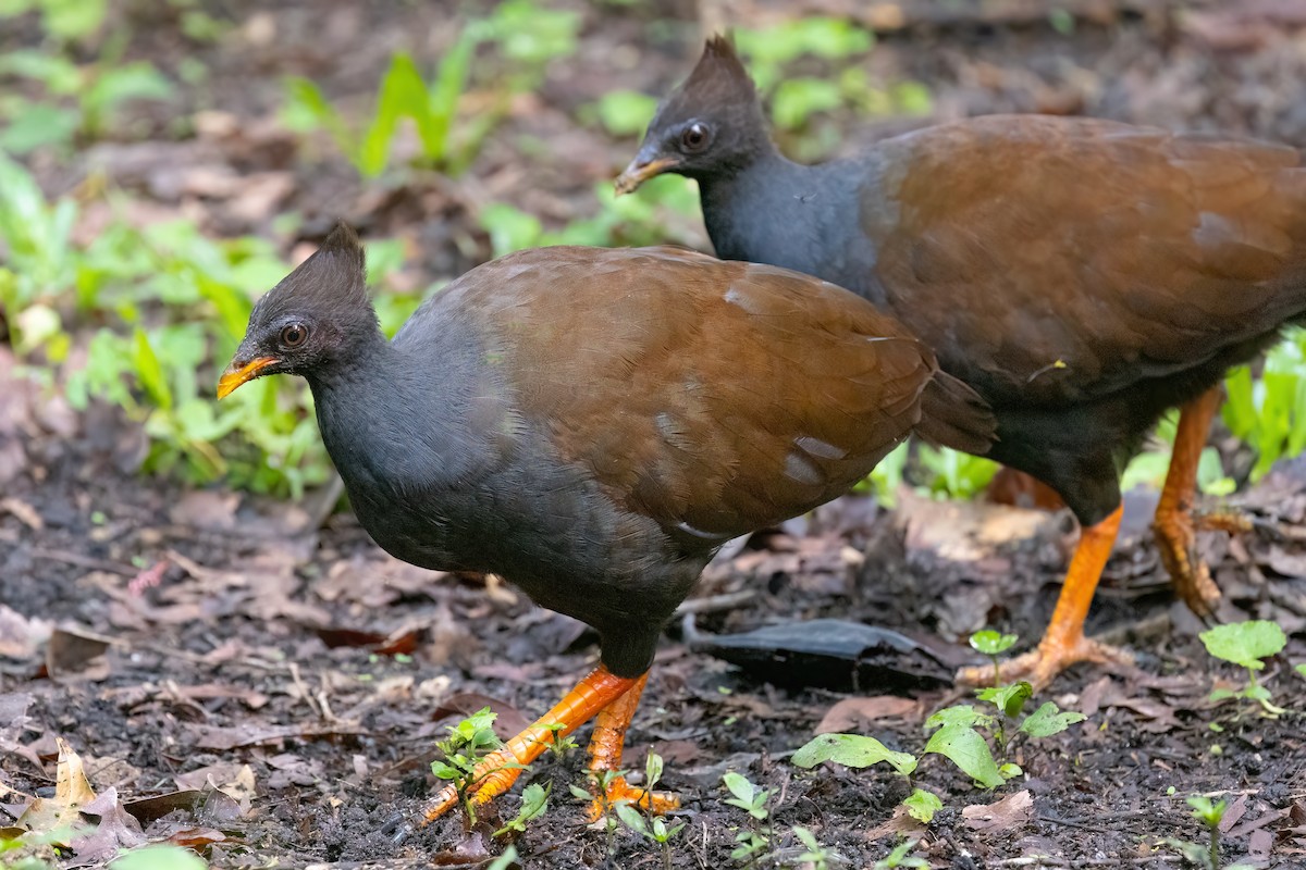 Rotbein-Großfußhuhn - ML619616177