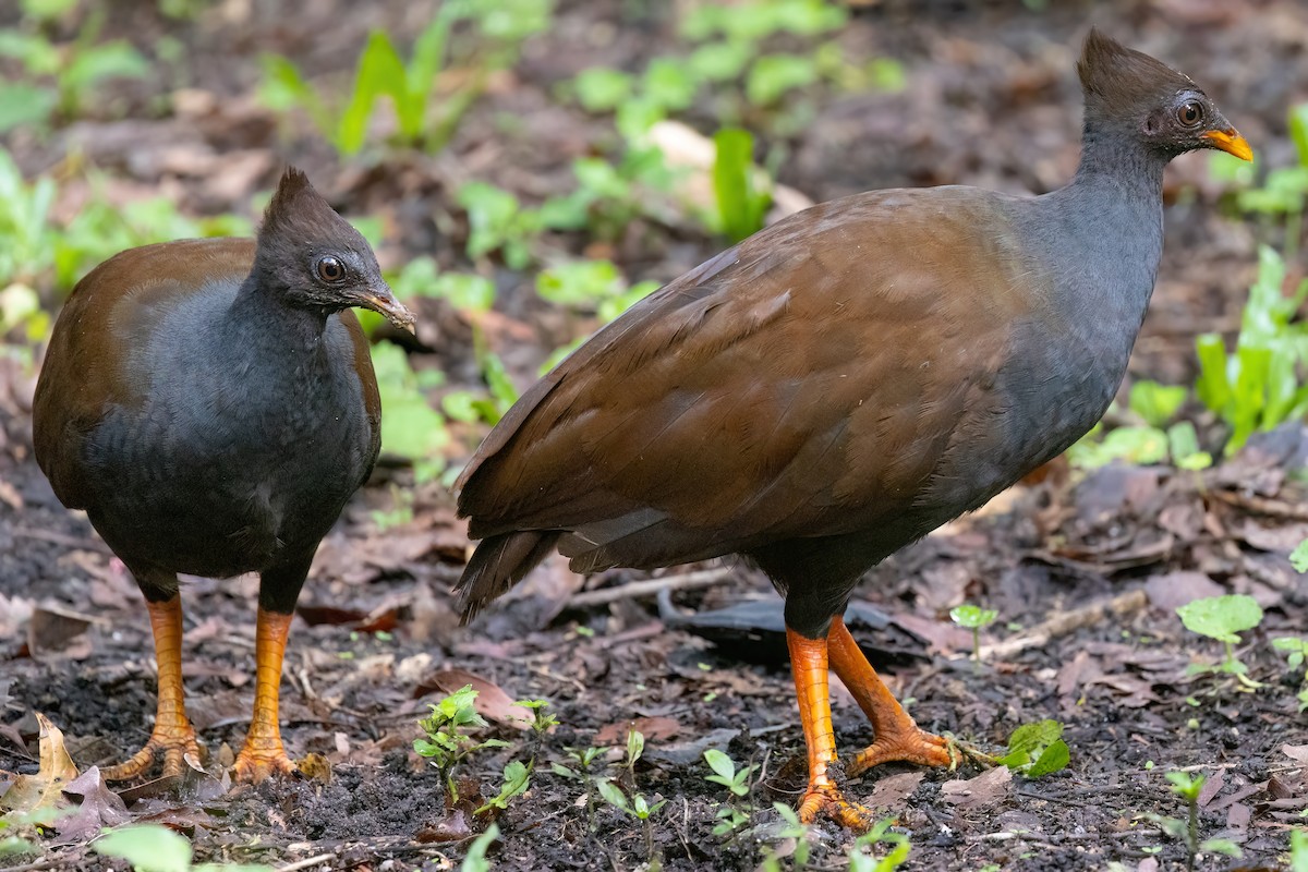 Rotbein-Großfußhuhn - ML619616178