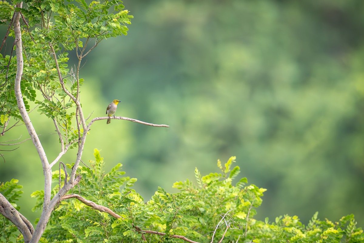 Yellow-throated Bulbul - ML619616179