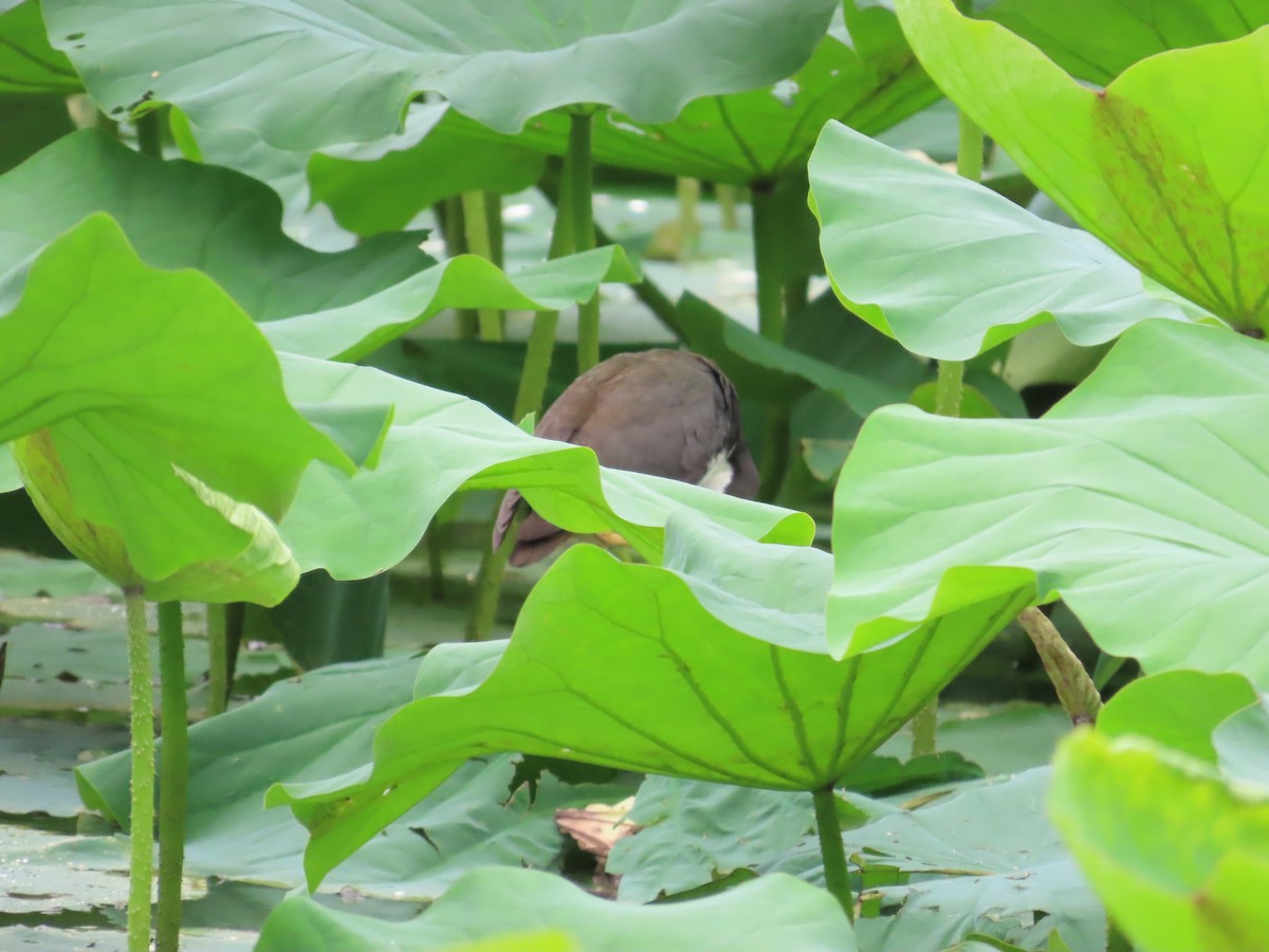 White-breasted Waterhen - ML619616180