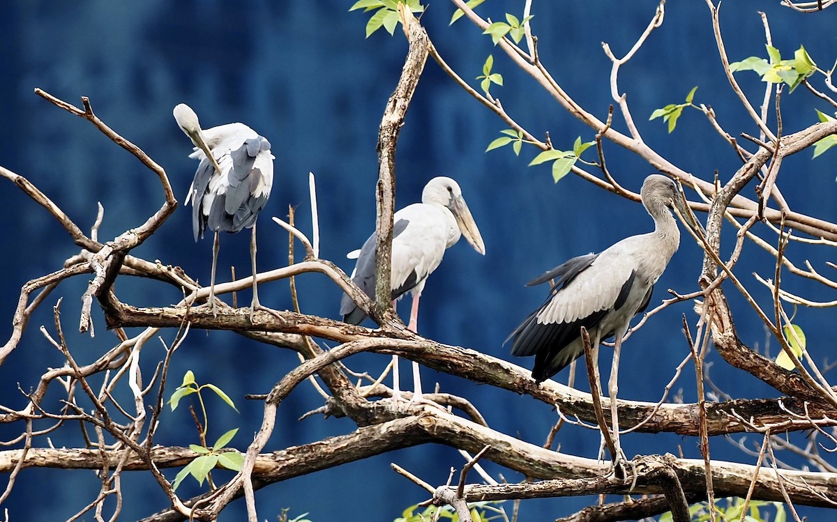 Asian Openbill - 芳色 林