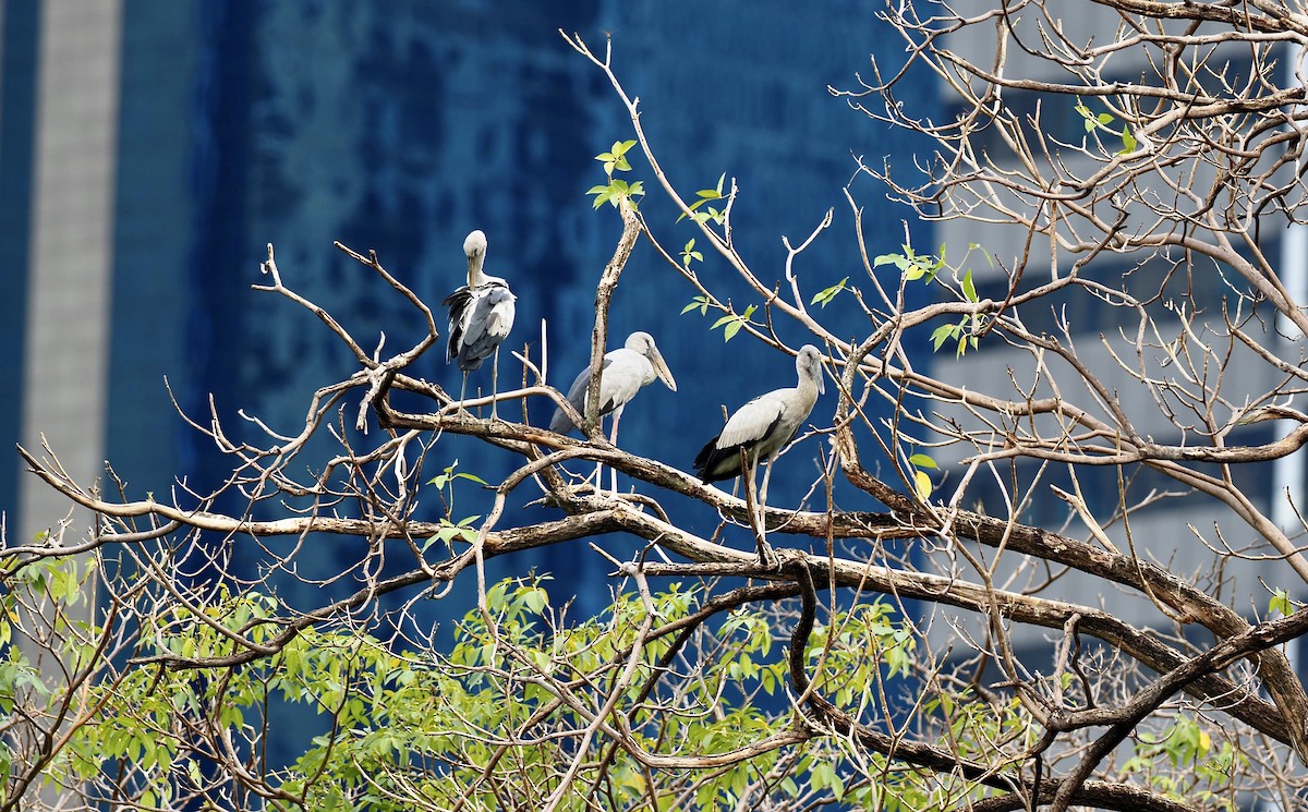 Asian Openbill - 芳色 林