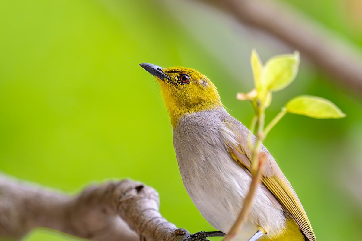 Yellow-throated Bulbul - ML619616191