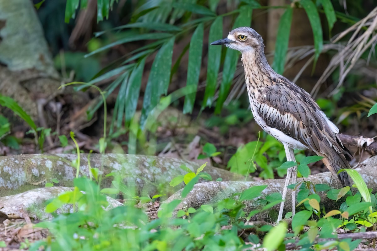 Bush Thick-knee - Jaap Velden