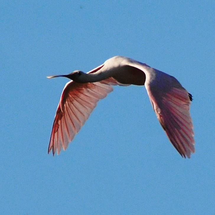 Roseate Spoonbill - John Whitehead