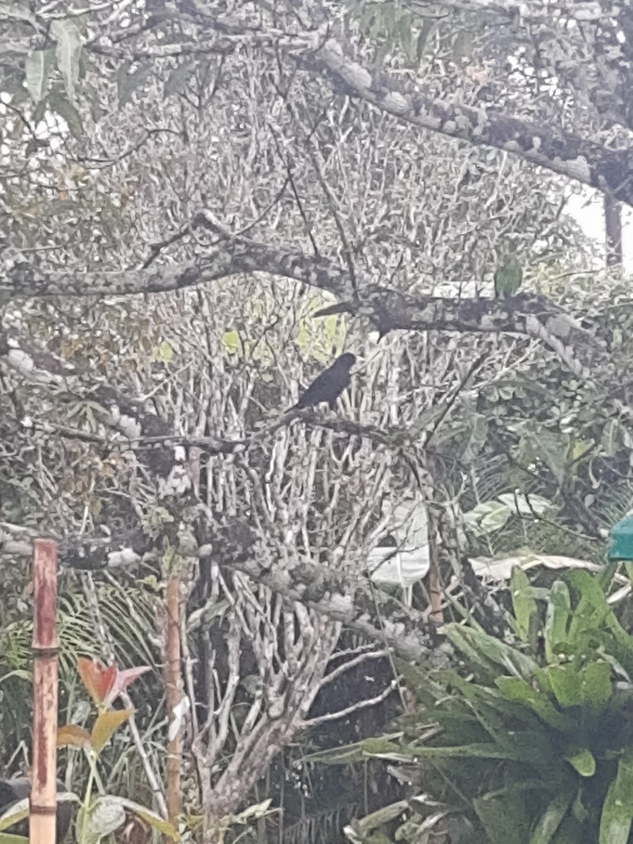 Red-rumped Cacique - Silvio Cardoso