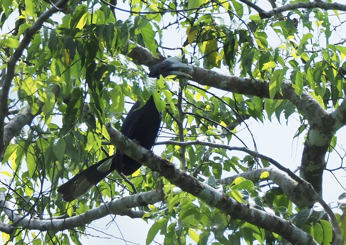 Black Hornbill - ML619616212