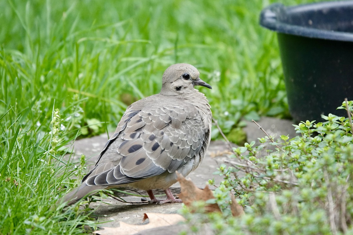 Mourning Dove - Michel Robert