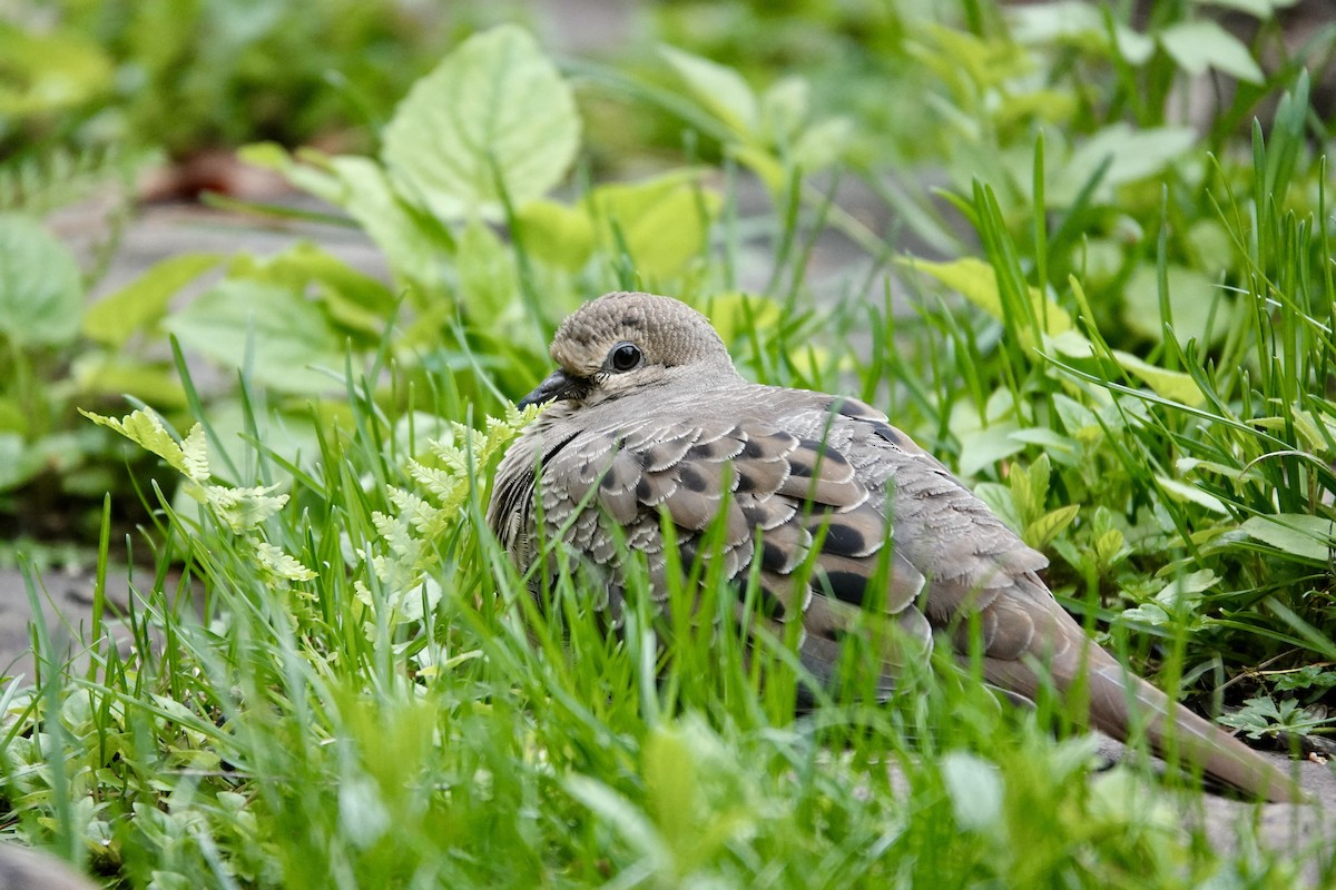 Mourning Dove - Michel Robert