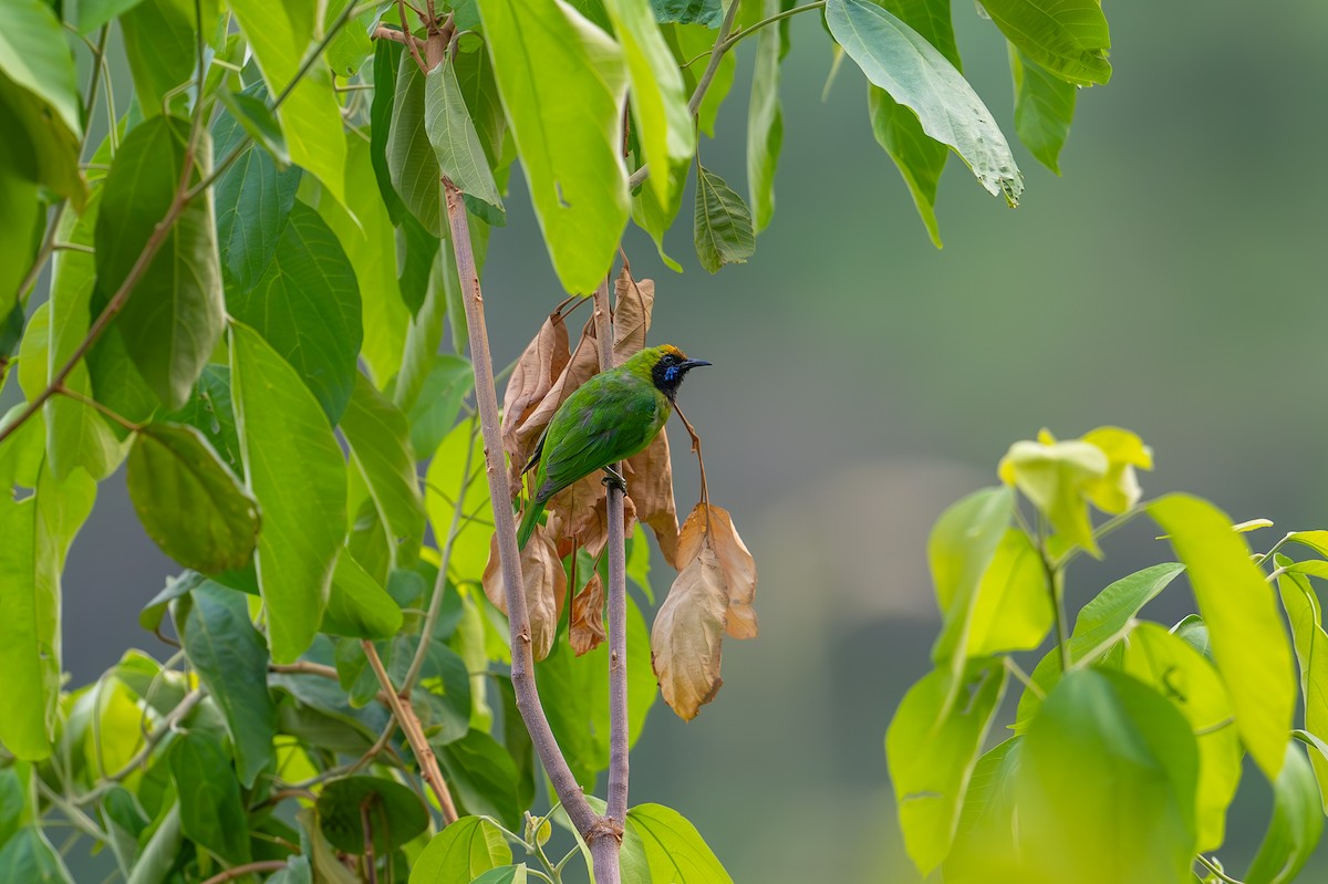 Goldstirn-Blattvogel - ML619616230