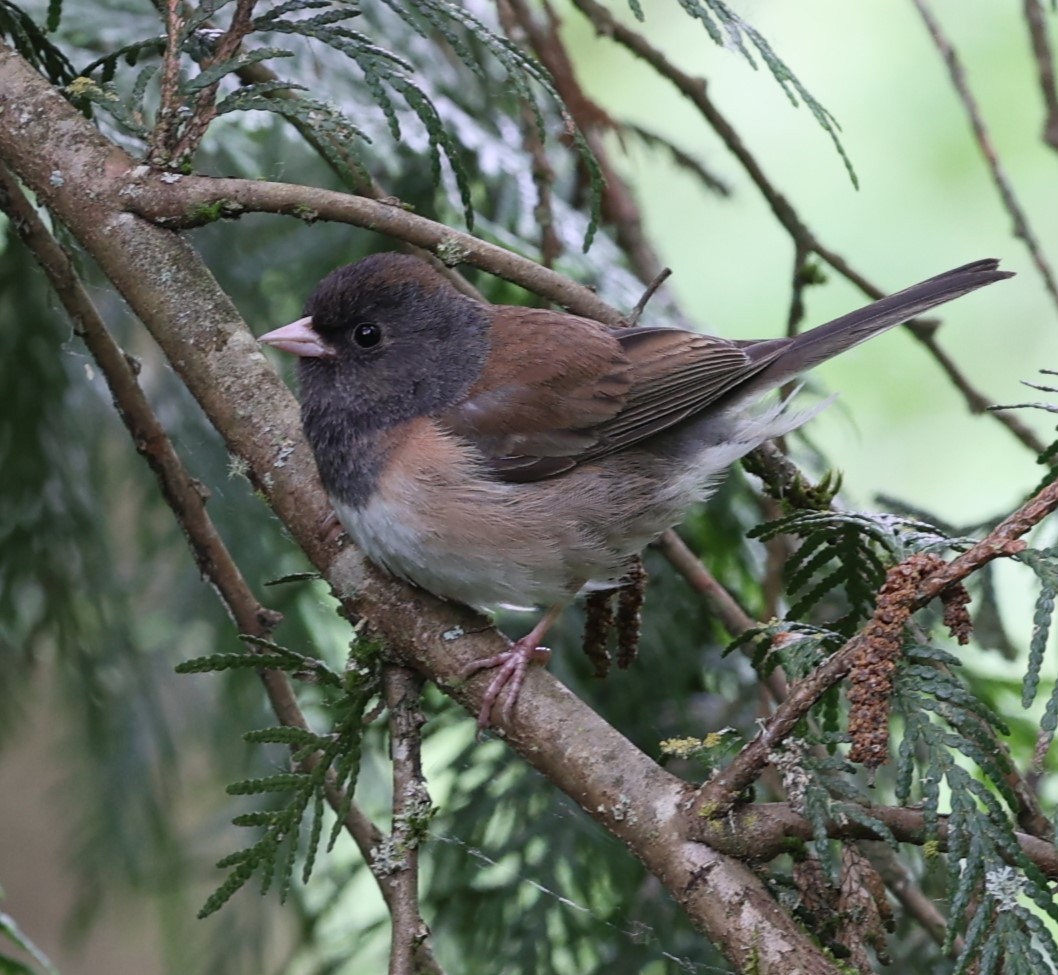 Junco ardoisé - ML619616261