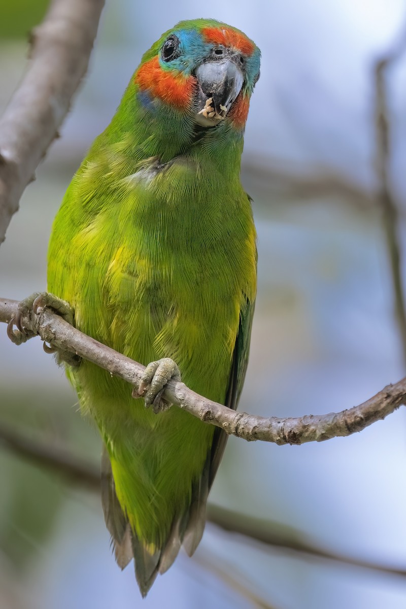 Краснощёкий фиговый попугайчик [группа diophthalma] - ML619616268