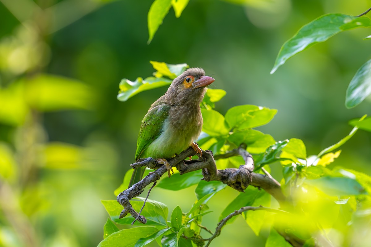 Braunkopf-Bartvogel - ML619616275