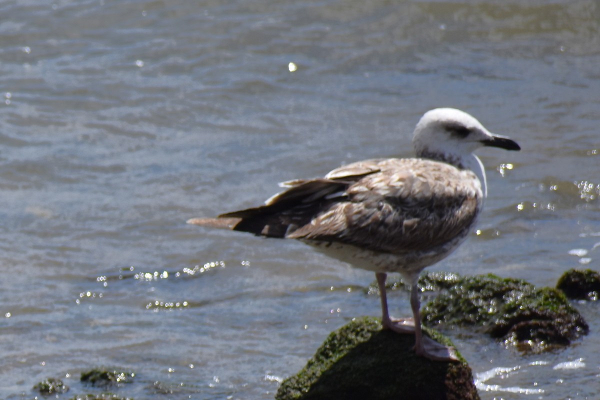 gull sp. - Bill Hubbard