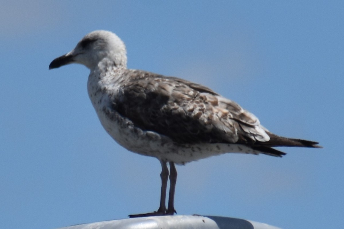 gull sp. - Bill Hubbard