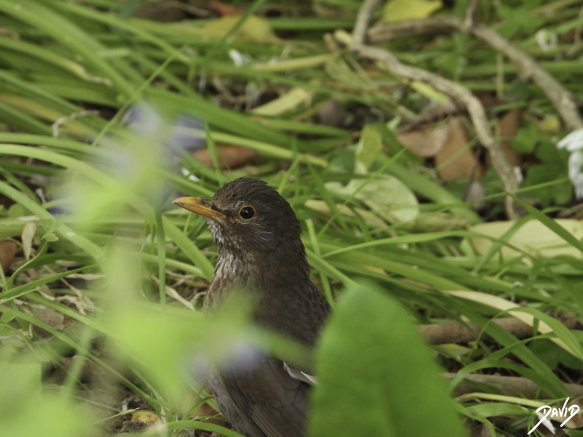 Eurasian Blackbird - David Alonso Otero