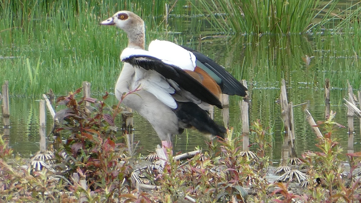 Egyptian Goose - ML619616289