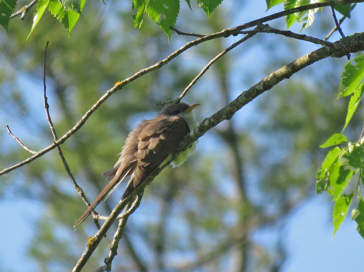 Yellow-billed Cuckoo - Thomas Schultz