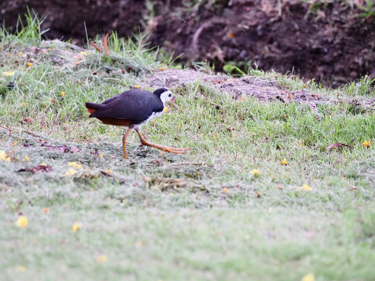 White-breasted Waterhen - ML619616302