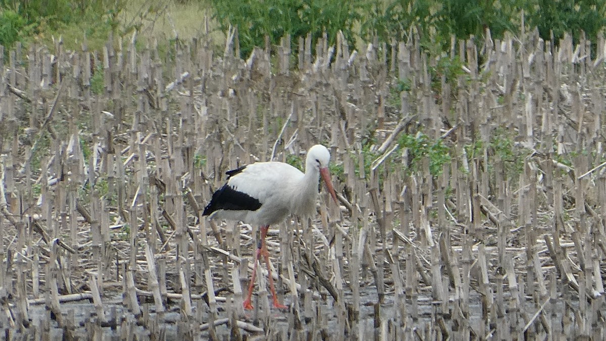 White Stork - Peter Christianen