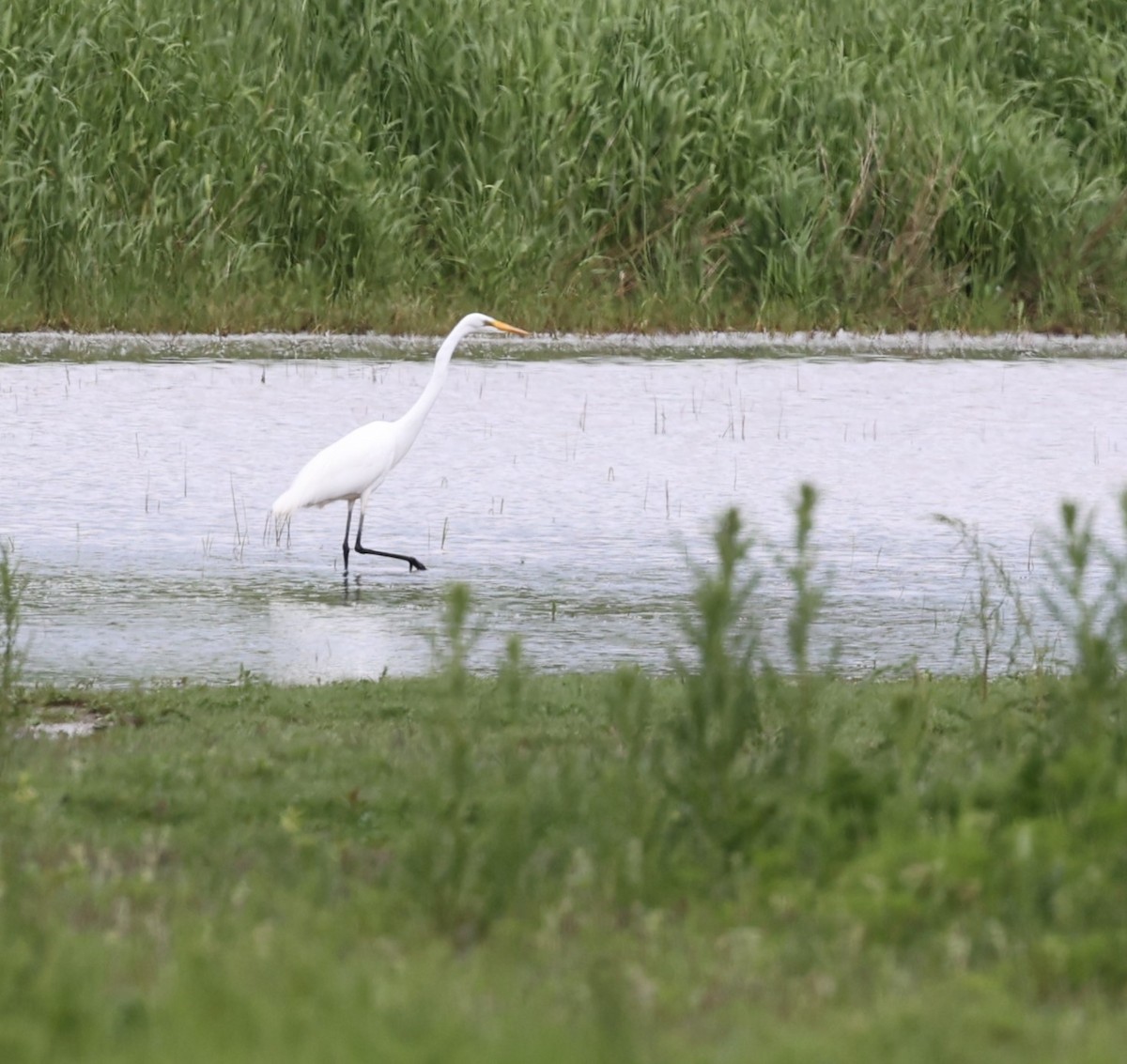 Great Egret - ML619616310