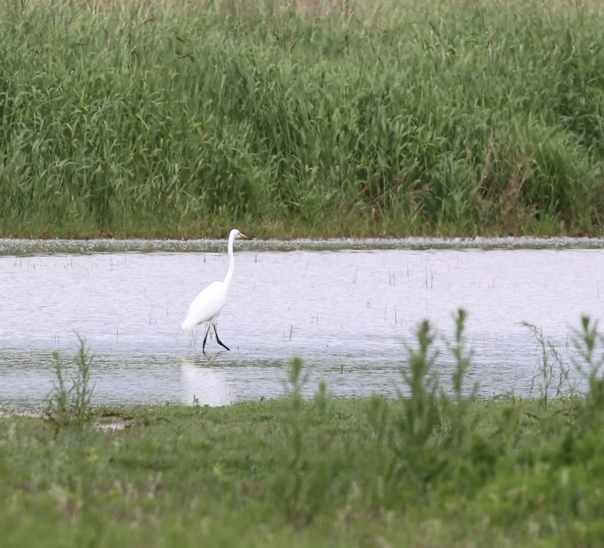 Great Egret - ML619616311