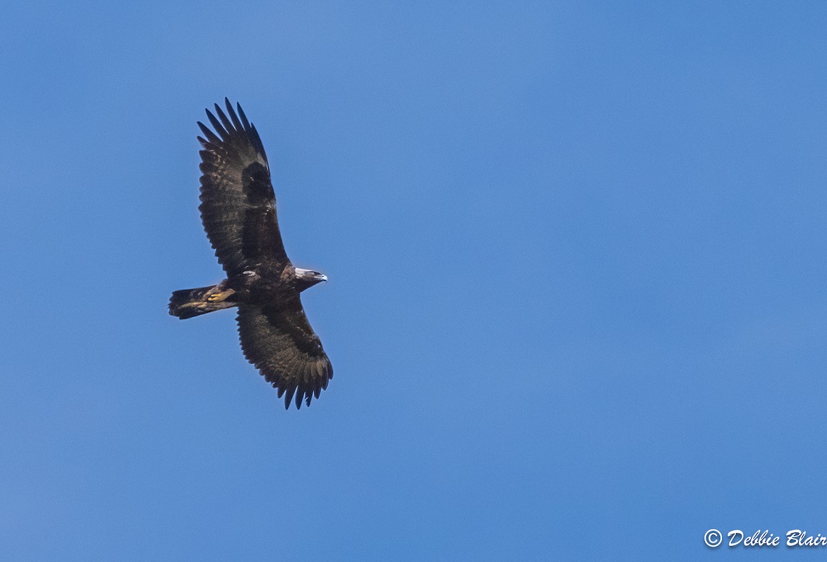 Golden Eagle - Debbie Blair