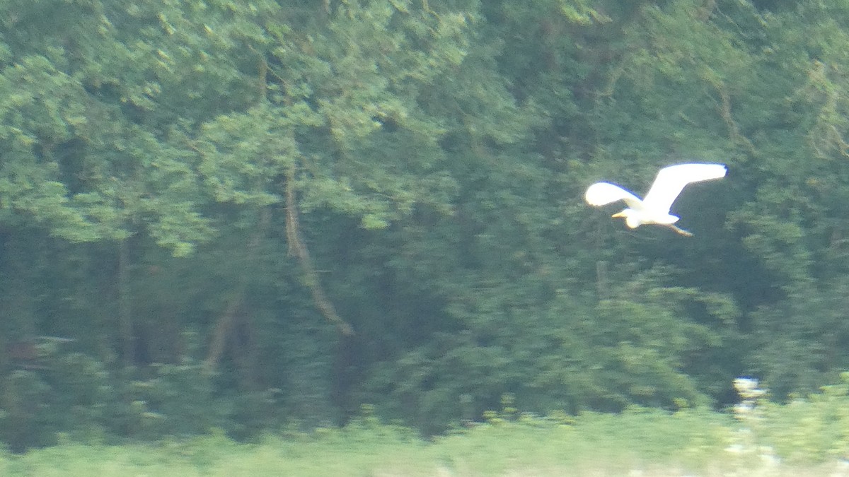 Great Egret - ML619616316