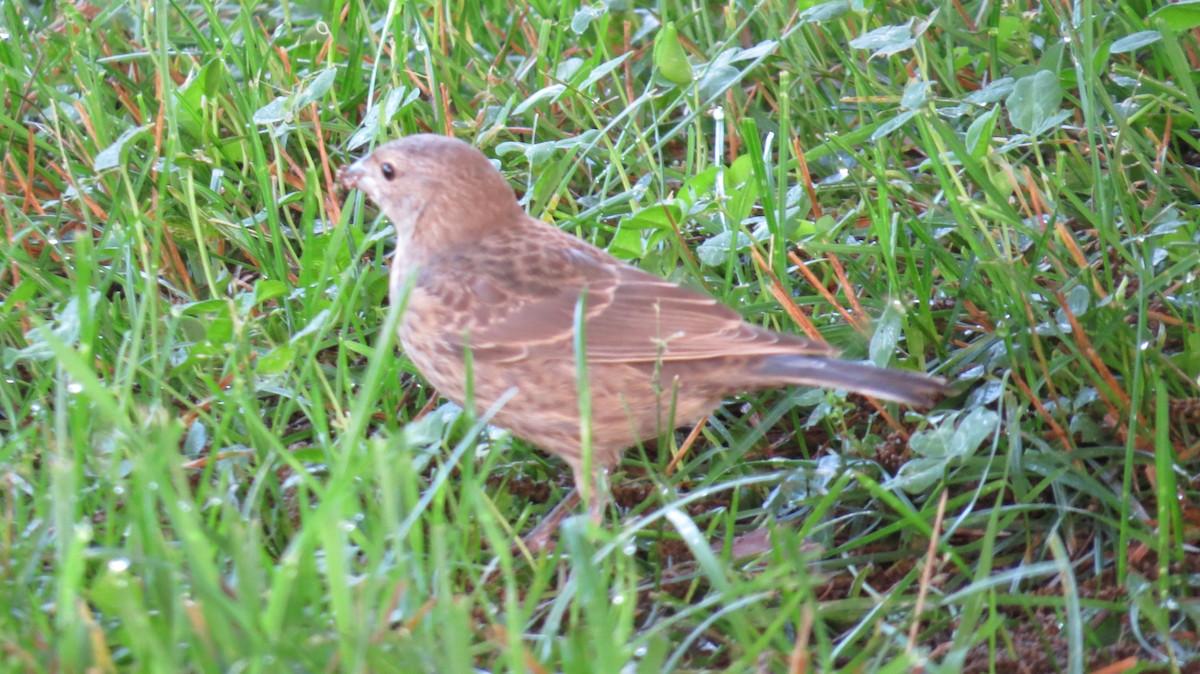 Brown-headed Cowbird - Bird Girl07