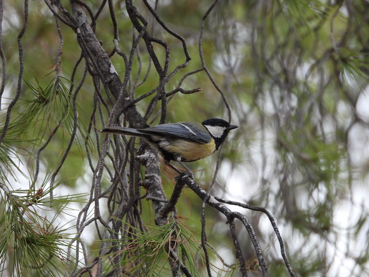 Great Tit - ML619616321