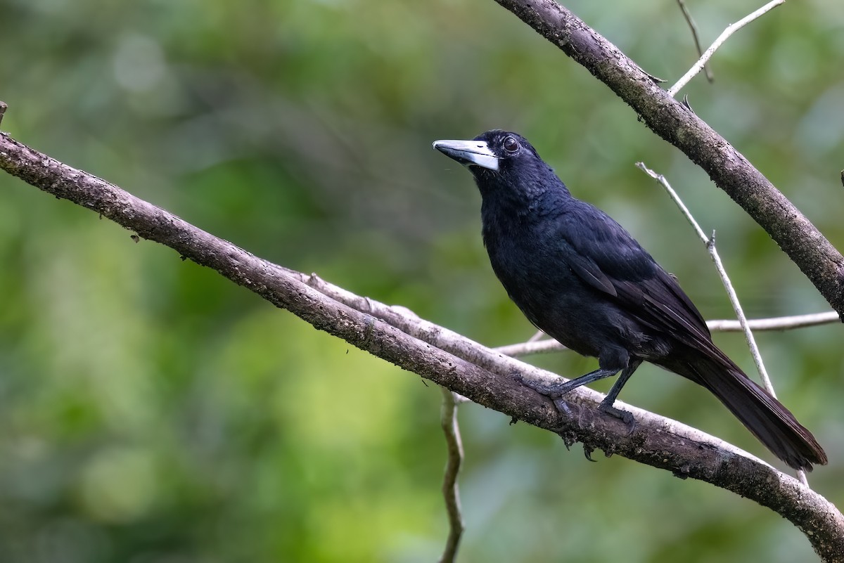 Black Butcherbird - ML619616324