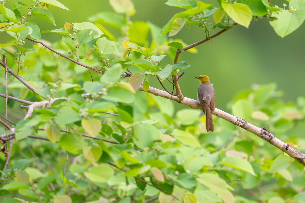 Yellow-throated Bulbul - Aditya Rao