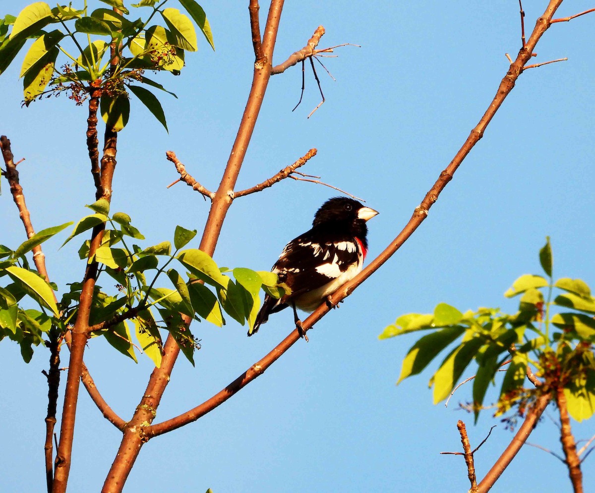 Rose-breasted Grosbeak - Marc Belliard