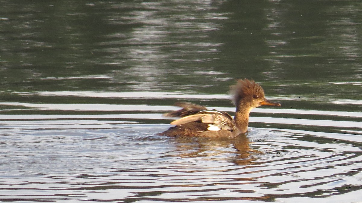 Hooded Merganser - ML619616332