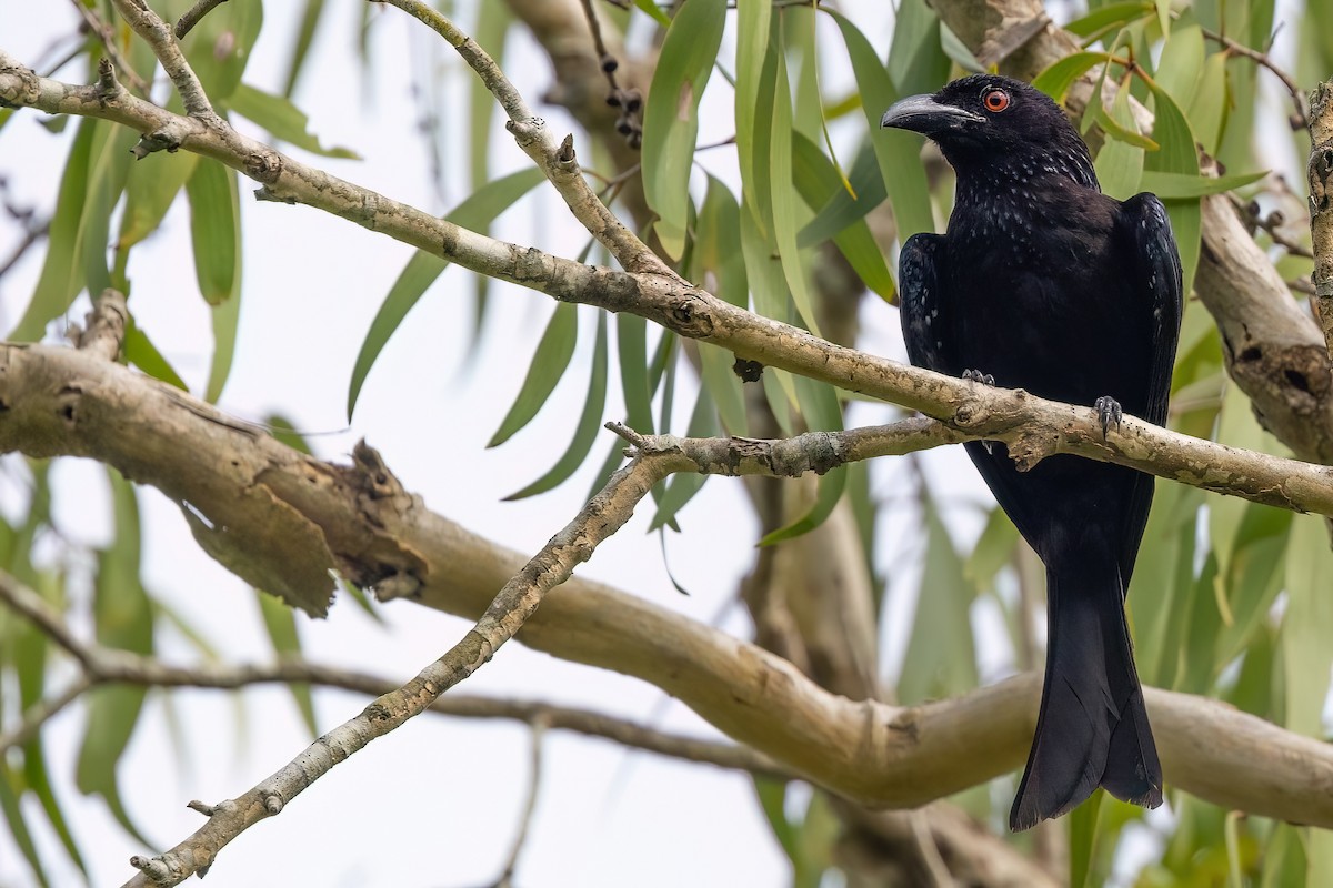 Spangled Drongo - Jaap Velden