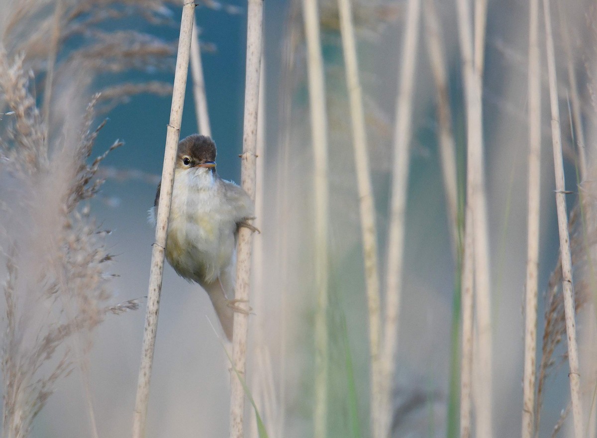 Common Reed Warbler - Krzysztof Haja