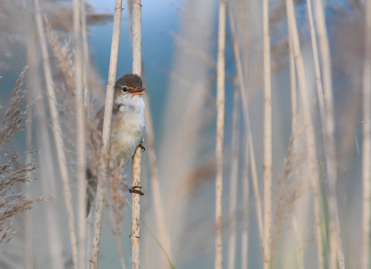 Common Reed Warbler - Krzysztof Haja