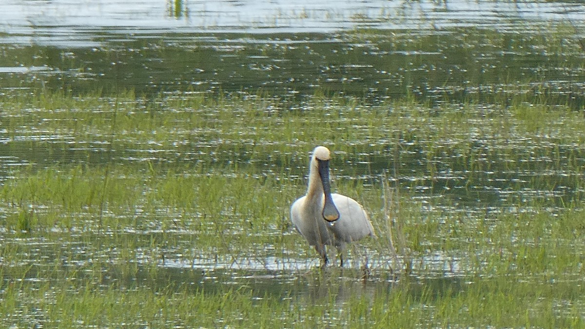 Eurasian Spoonbill - ML619616337