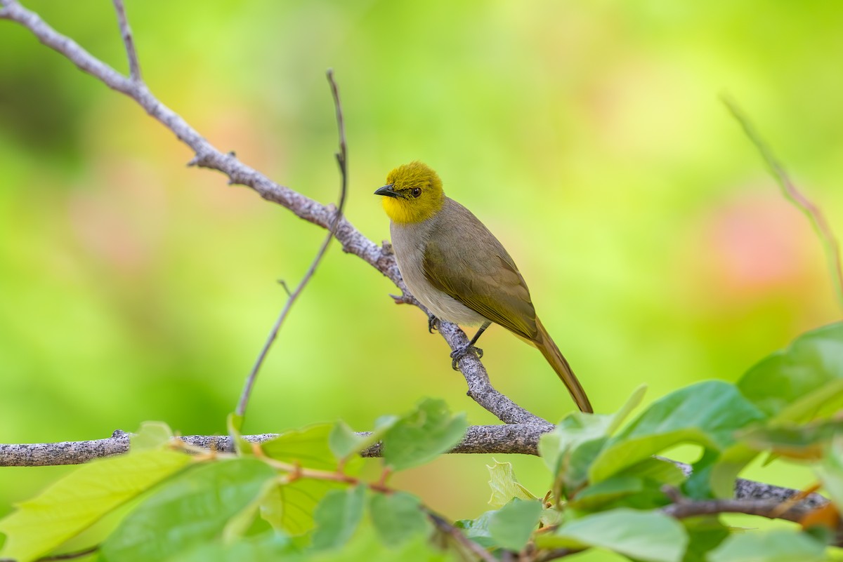 Yellow-throated Bulbul - ML619616344