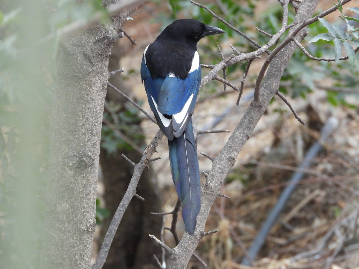 Eurasian Magpie - ML619616346