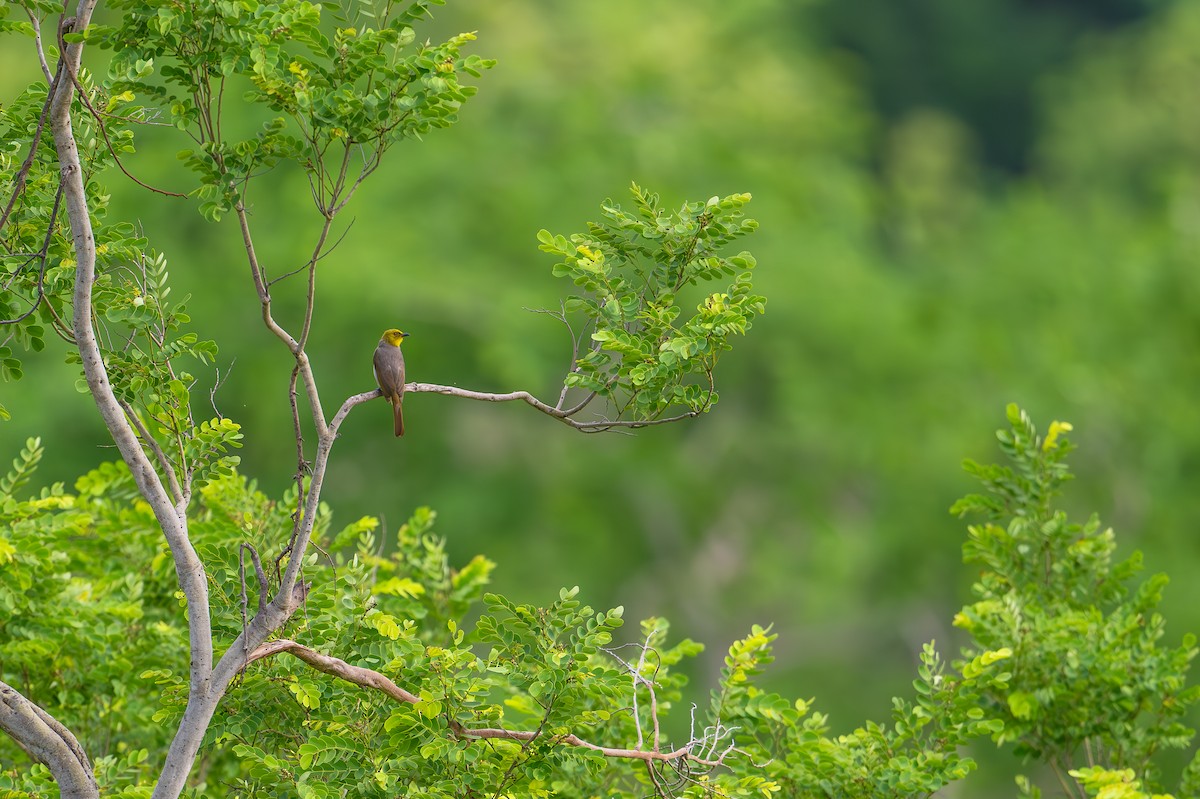 Yellow-throated Bulbul - Aditya Rao