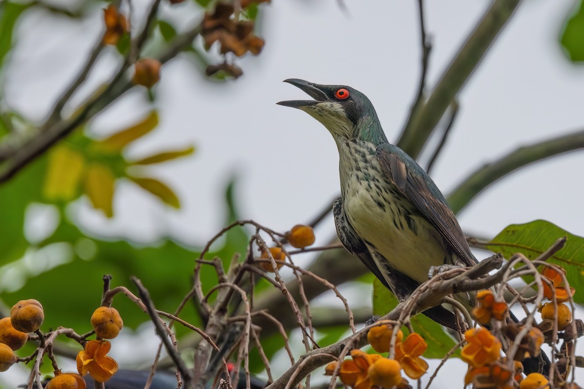 Metallic Starling (Metallic) - Jaap Velden