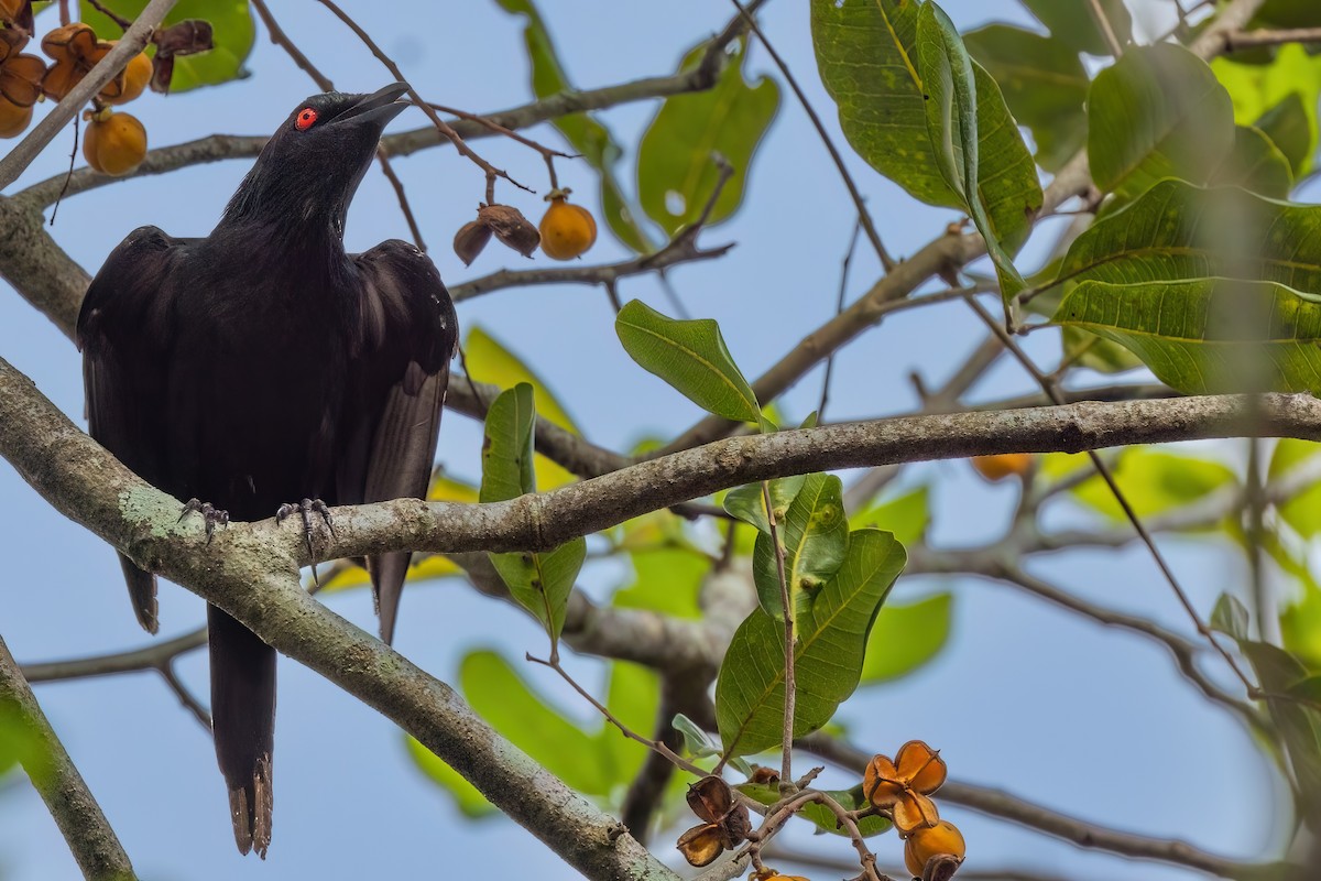 Metallic Starling (Metallic) - ML619616351