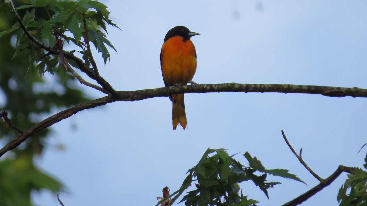 Baltimore Oriole - ML619616352